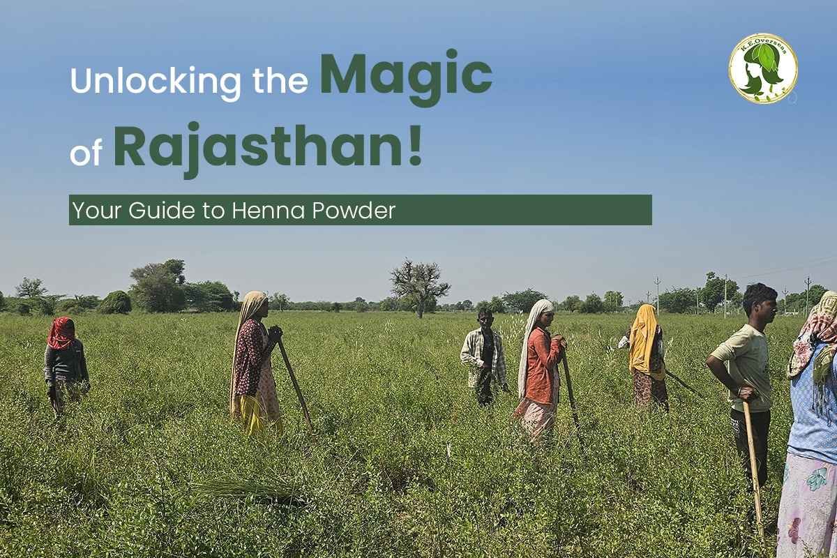 rajasthani henna powder supplier wholesale manufacturers exporters