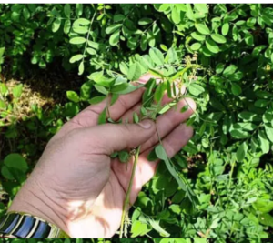 Henna leafs from the fields of kirpal export overseas (KEO).